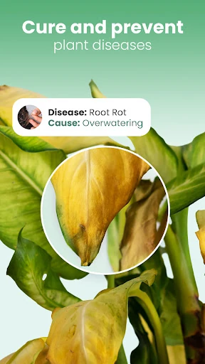 Blossom - Plant Identifier — 7